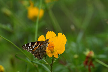 A colorful butterfly known as painted lady.