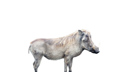 Warthog standing isoalted on white, transparent, side view. Kruger National Park, South Africa.