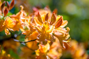 orange rhododendron blooms in the Botanical garden