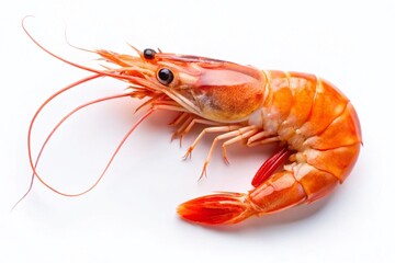 Simple shrimp on crisp white, elegant abstract seafood.