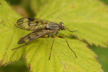 Closeup on a European predatory snipe fly, Rhagio scolopaceus on a green leaf