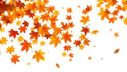 Movement and natural flow with isolated against transparent background. Autumn maple leaves blowing in the air. 