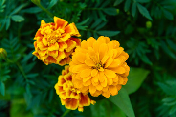 Marigold flowers in the garden