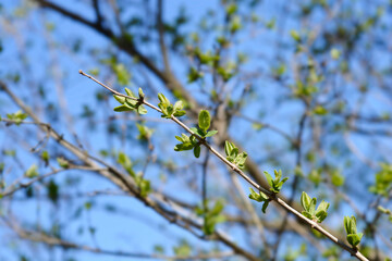 Tatarian honeysuckle branch with new leaves
