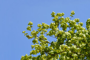 Norway maple branches with green leaves