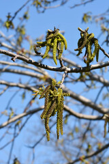 Common walnut branches with lowers
