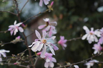 Star magnolia flowers