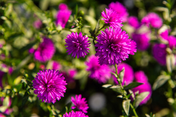 Obraz premium purple aster flowers in the garden