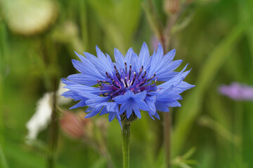 Closeup on a vibrant blue colored bachelors button wildflower, Centaurea cyanus in a grassland