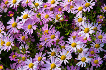 daisy flowers in the garden
