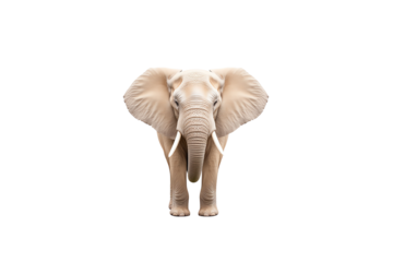 An elephant stands majestically, showcasing its large ears and tusks, embodying strength and grace.