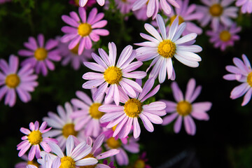 Fototapeta premium daisy flowers in the garden