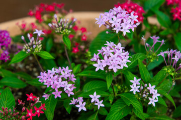 View of the pentas flowers in the garden