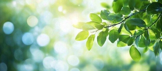 Obraz premium Close-up of a tree branch with green leaves branches