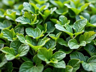 Lush Green Foliage Vibrant Leaf Texture Nature Background