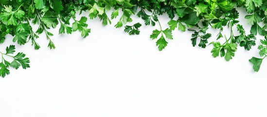 Obraz premium Close up of fresh vibrant green cilantro leaves arranged on a white background highlighting natural texture and providing space for text