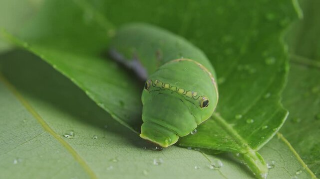 Macro close up of green caterpillar on a leaf eating and resting

