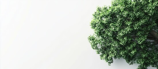 Obraz premium Lush green tree isolated on white background providing ample copy space for text and design, ideal for nature and environmental themes.