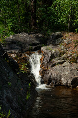 Norwegian mountain river with fast flowing clear and sparkling water and a waterfall that forms white foam on rocks surrounded by green coniferous trees. Sunny summer day.