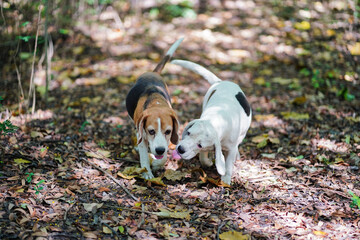 A white fur beagle dog and a cute tri-color beagle dog are kissing while walking together