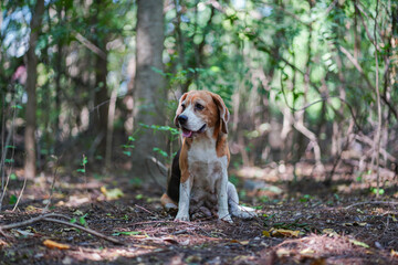 An adorable beagle dog sitting on the dried leaves in forest.