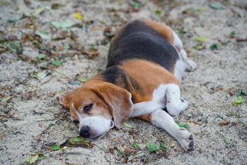 A cute tri-color  beagle dog lying on the sand.