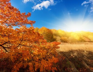 Autumn Landscape - Trees And Orange Foliage In Park At Sunset