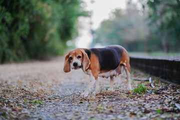 An adorable beagle dog is walking on the rural road.