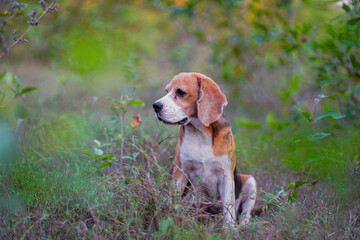 An adorable beagle dog sitting in the forest.