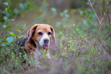 An adorable beagle dog lying in the forest.