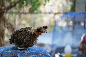 A  golden lace polish bantam chicken  is standing on the cage. Polish chicken.