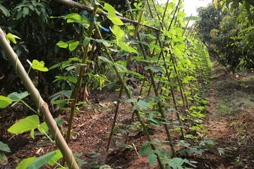 Growing the yardlong bean plants are arranged neatly and orderly.