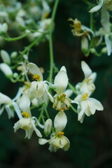 Close up moringa flowers on tree.