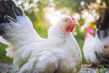 Free range white Thai bantam chickens outdoors in early morning light in a garden.
