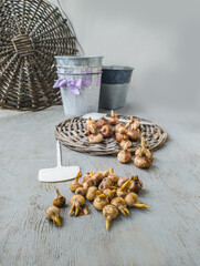 Bulbs of botanical and large-flowered crocuses on a gray background