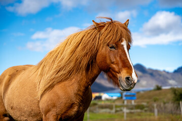 Fototapeta premium Portrait of Icelandic horse standing on grassy landscape