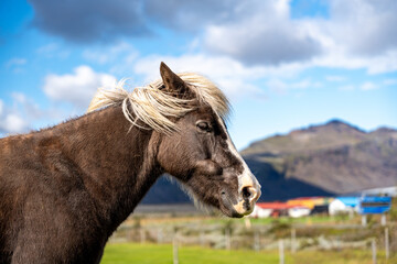 Icelandic horses in a field in Iceland