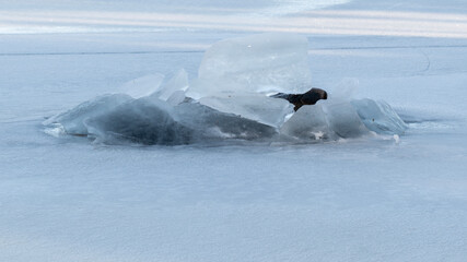 Fototapeta premium Abstarct natural ice texture. Freezy ice surface.