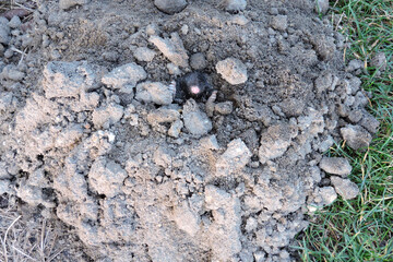 A portrait of a black European mole coming out of a molehill in the garden