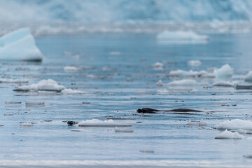 Telephoto of a hunting leopard seal - Hydrurga leptonyx, near Danco Island, on the Antarctic...