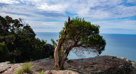 Obraz premium Cliff Tree Tasmania
