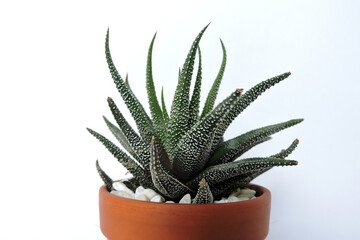 Haworthia Univers growing in a terracotta clay flower pot, white background