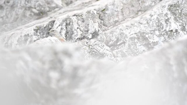 The Alpine accentor in the wild Alps (Prunella collaris)