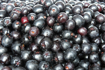 Fresh ripe aronia berries in close-up