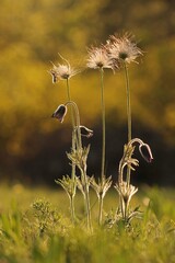 fiori di anemone pulsatilla in un prato in primavera al tramonto