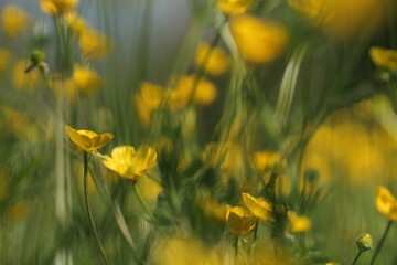 fiori di ranuncoli gialli in priumavera in un prato