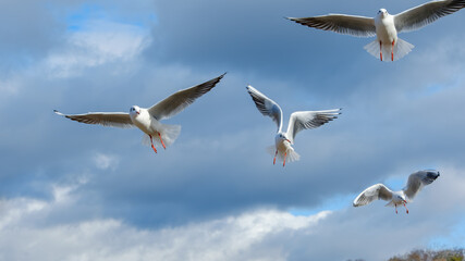 青空を舞うカモメたちの群れ