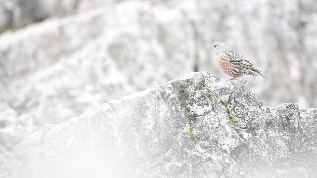 Looking for food among the rocks in the mountain areas, the Alpine accentor (Prunella collaris)