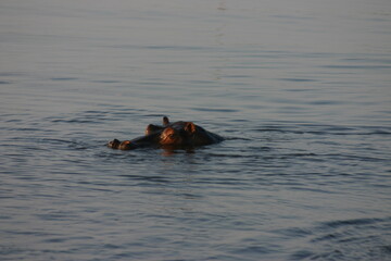 Obraz premium Hippo floating in the Zambezi River, Botswana, Africa