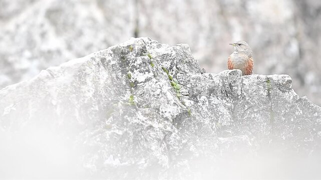 Flock of birds among the rocks, the Alpine accentor and the European robin (Prunella collaris and Erithacus rubecula)